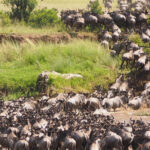 Serengeti Spotlight: When and Where to Catch the Great Migration
