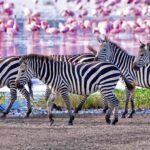 What to Pack for Tanzania: A Season-by-Season Guide