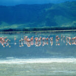 First Time on Safari? 7 Things We Wish Every Traveler Knew